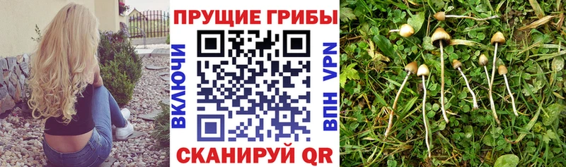 цены наркотик  Гай  Галлюциногенные грибы прущие грибы 