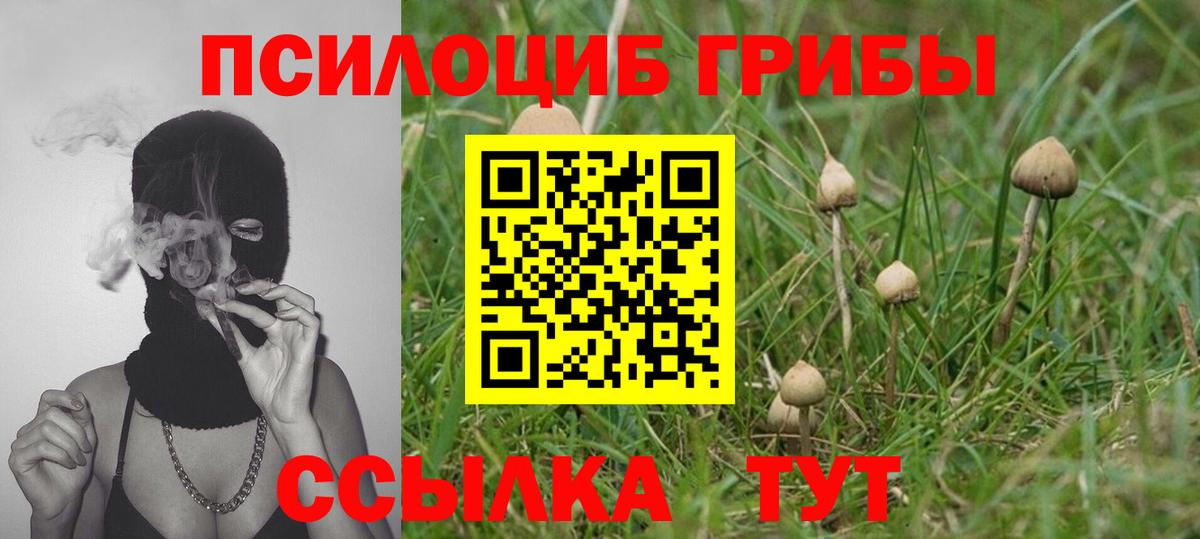 Псилоцибиновые грибы Cubensis Гай