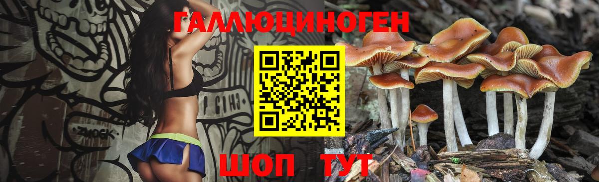 Галлюциногенные грибы Psilocybe Гай